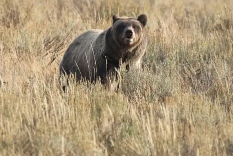 Trail Walker Injured by Wild Animal in Wilderness Area Transported to Medical Facility